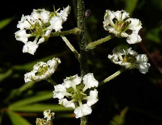 {Melanthium hybridum}